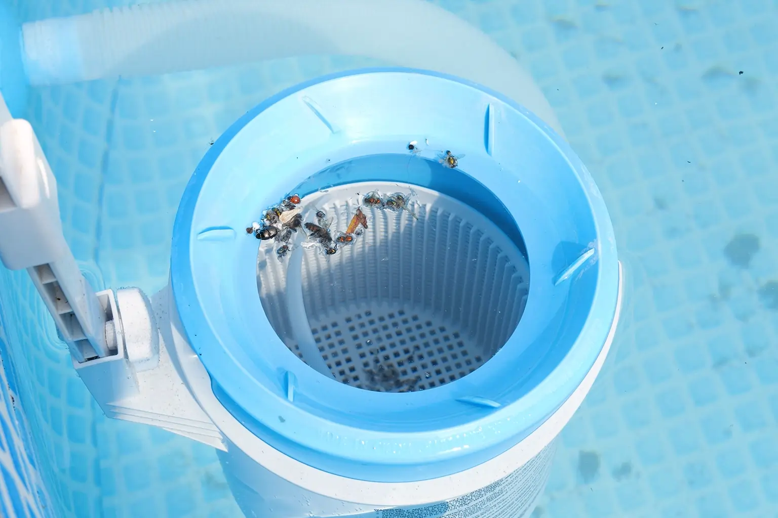 How to Get Rid of Water Bugs in the Pool?